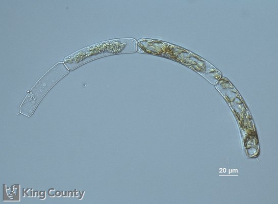 Photo of Guinardia striata